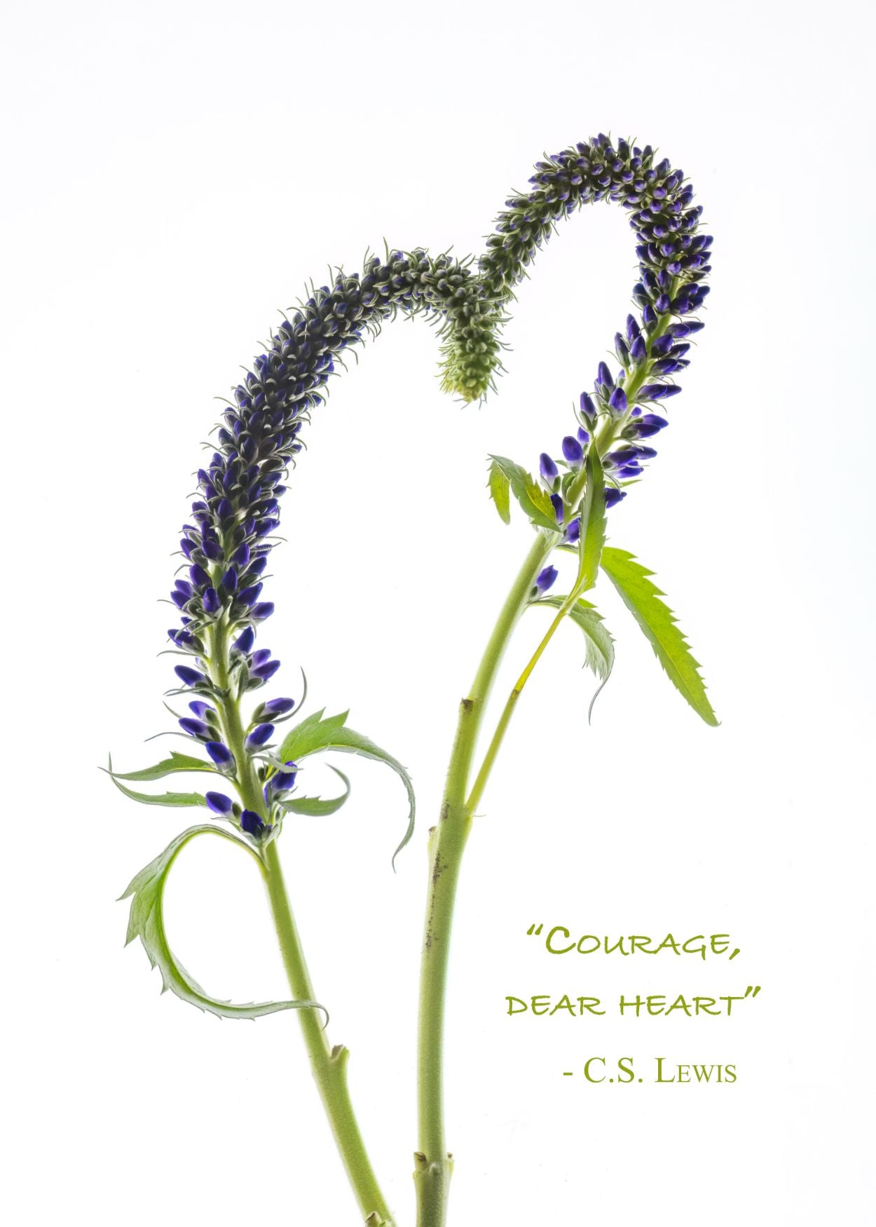 CHP Courage Dear Heart Card