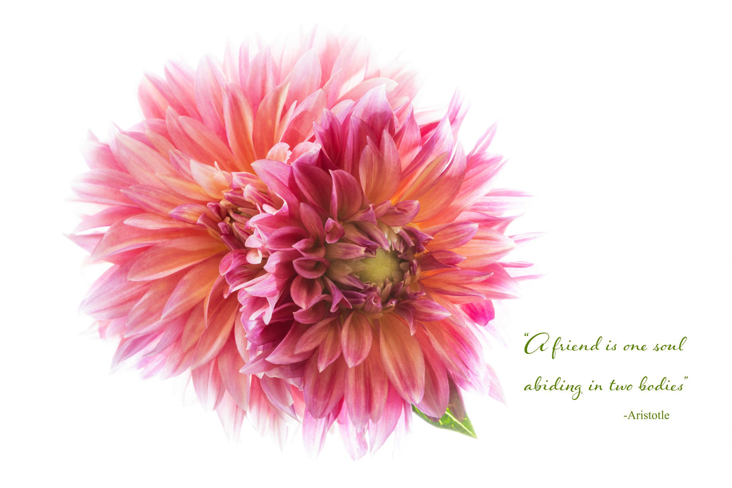 CHP Dahlia Friends Card