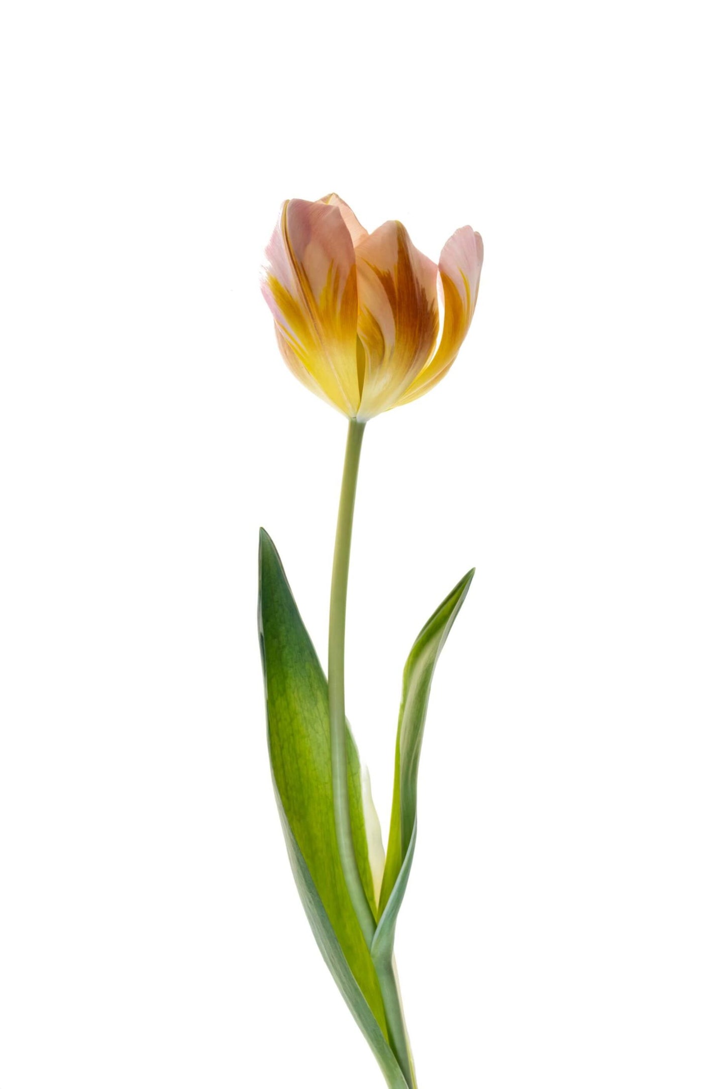 CHP Pink Gold Tulip Card
