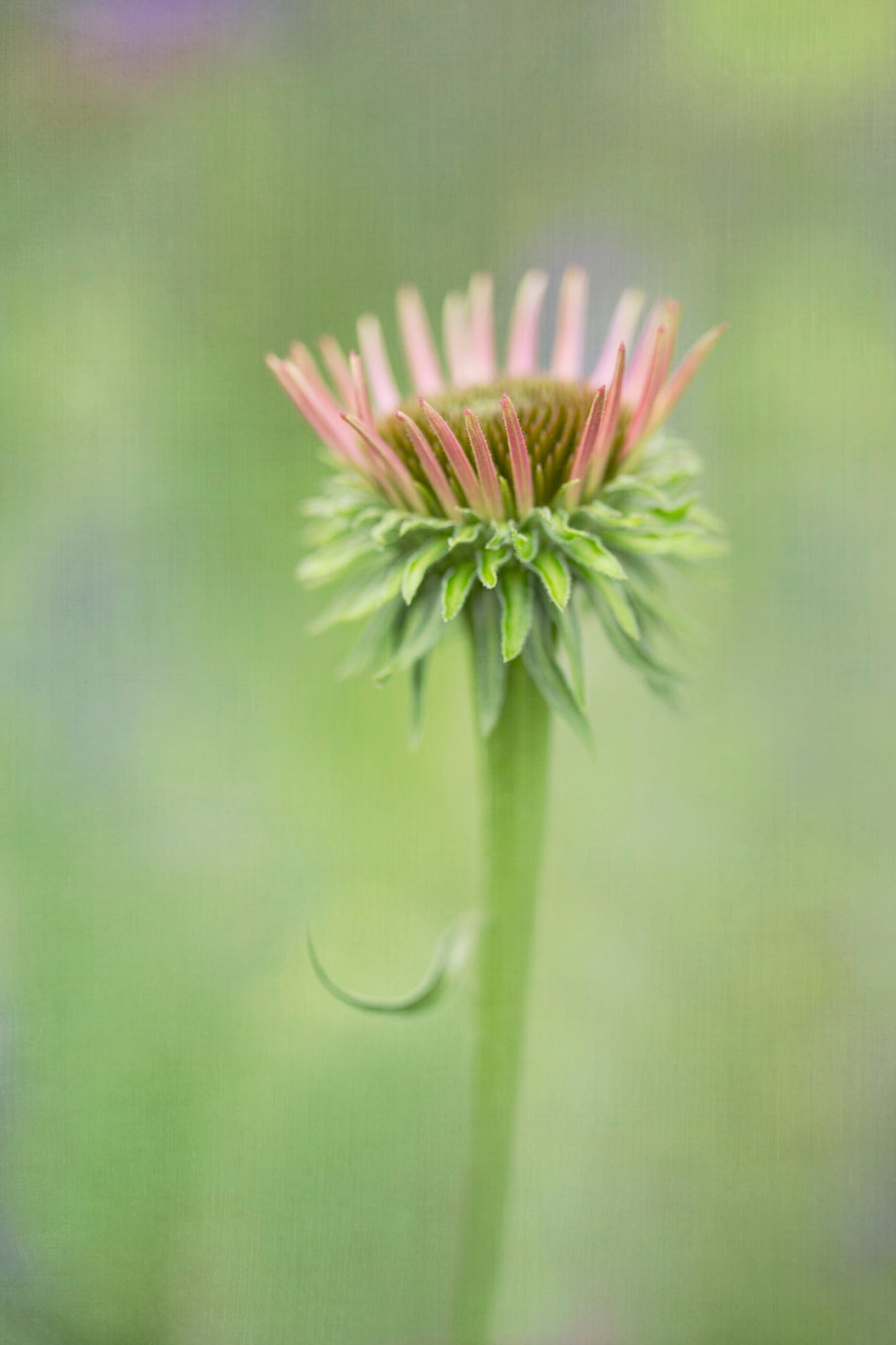 CHP Echinacea Bud Card