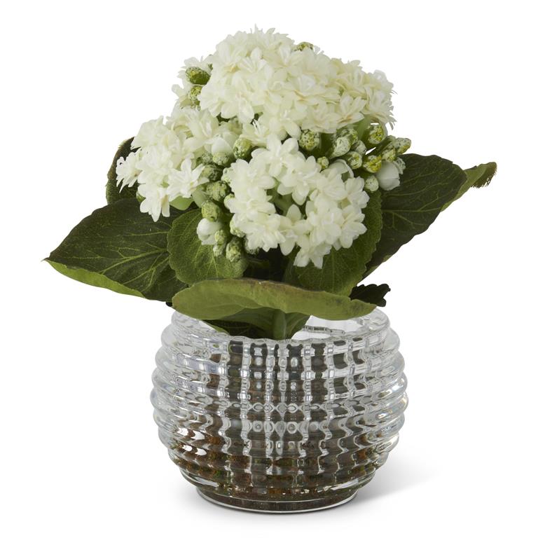 7.5 INCH WHITE KALANCHOE PREMADE IN PRESSED GLASS VASE W/FAUX MOSS