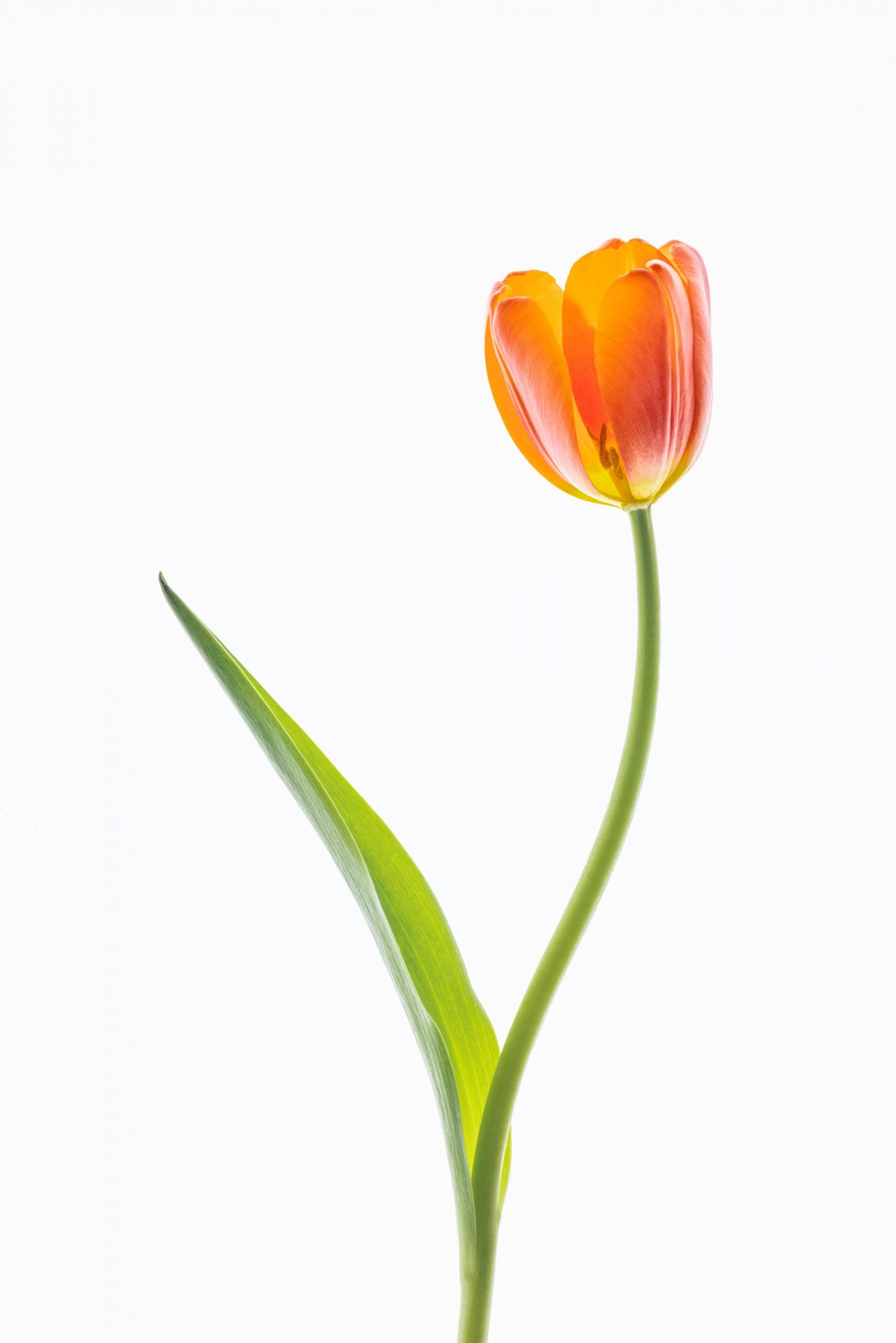 CHP Orange Tulip Card