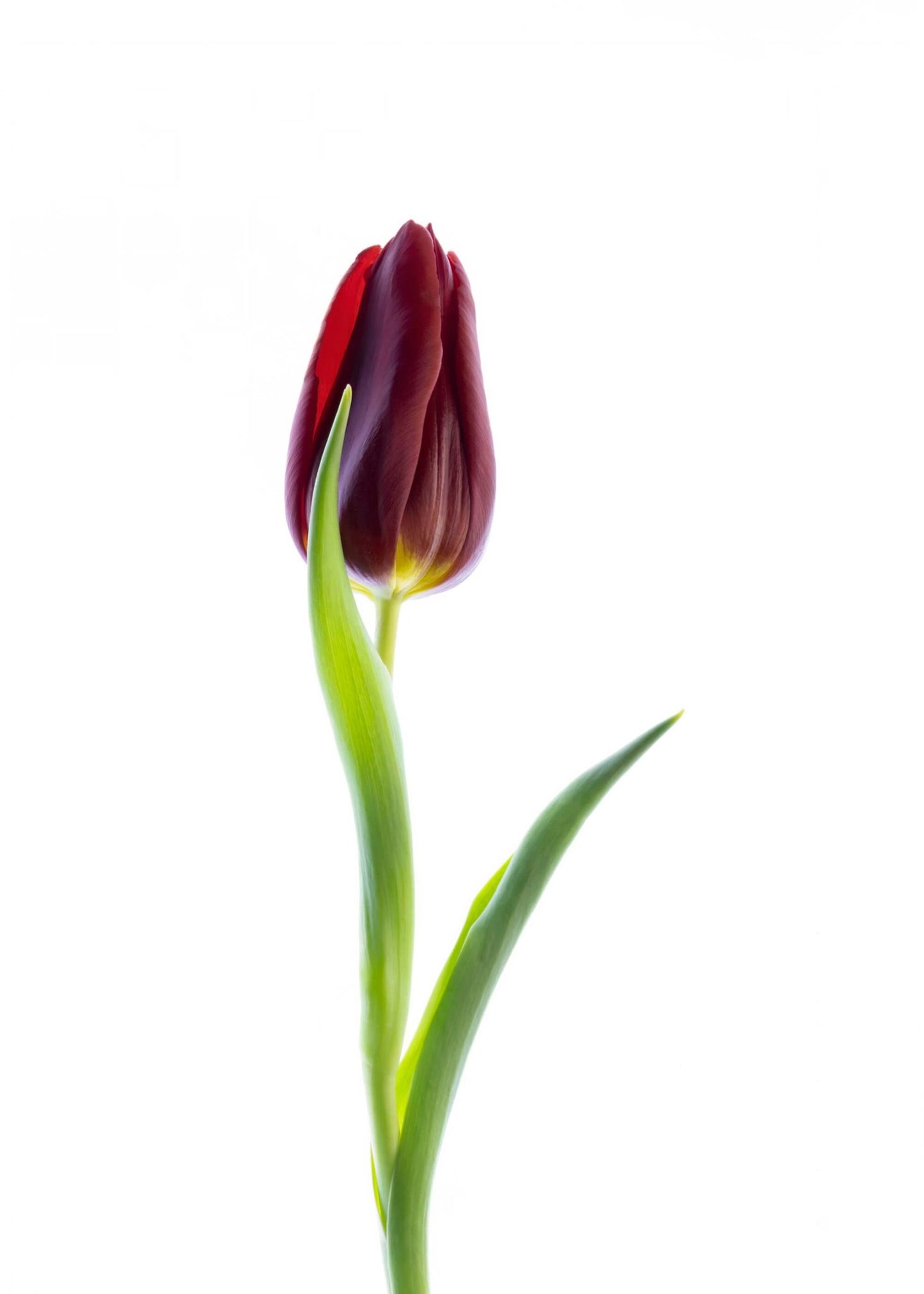 CHP Stately Red Tulip Card