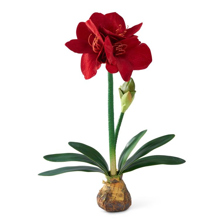 25 Inch Red Amaryllis w/Bulb