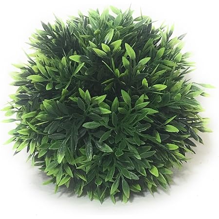 6in Podocarpus Ball