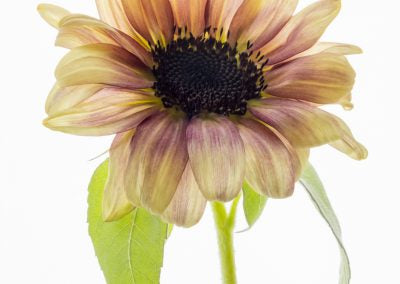 CHP Zinnia Card