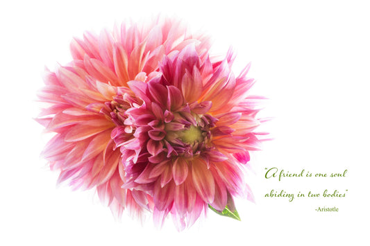 CHP Dahlia Friends Card