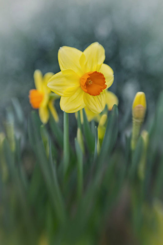 CHP Daffodils Card