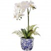 PHALEANOPSIS & FERN IN CERAMIC POT 22"