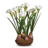 15 Narcissus Drop In